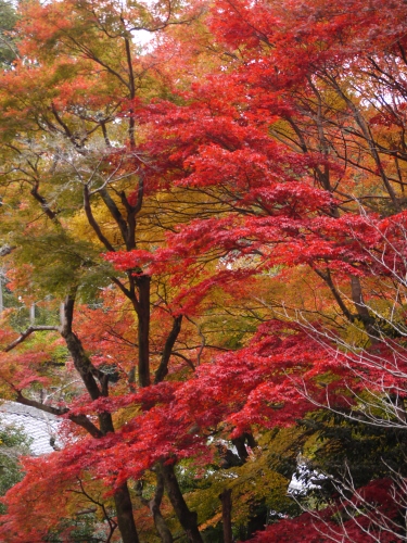 京都御苑、日向大神宮・・・_b0067694_20282781.jpg