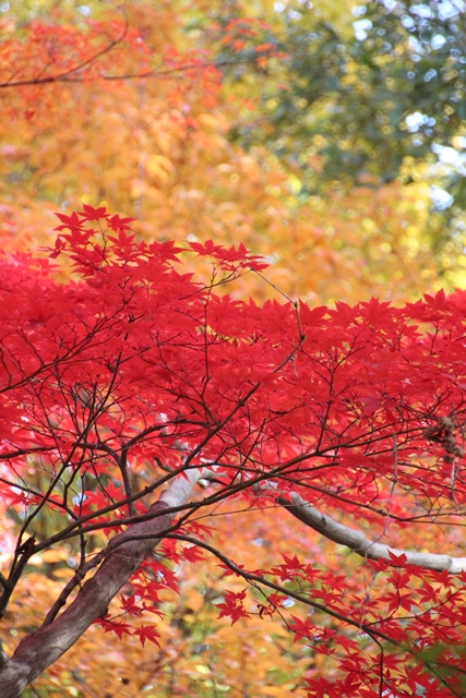 東山植物園 紅葉ハンティング 2013-11-28_e0251895_22281063.jpg