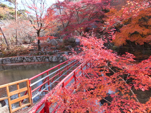 岩屋堂の紅葉_a0271502_22122169.jpg