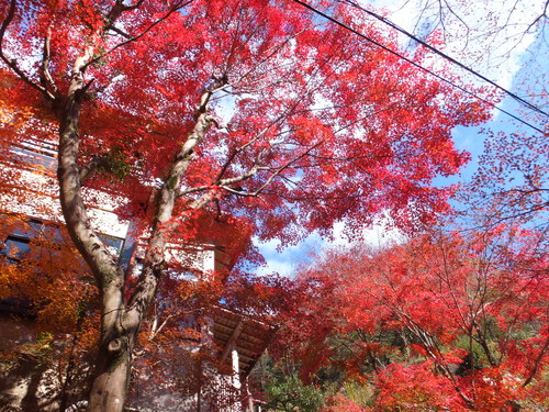 岩屋堂の紅葉_a0271502_22145691.jpg