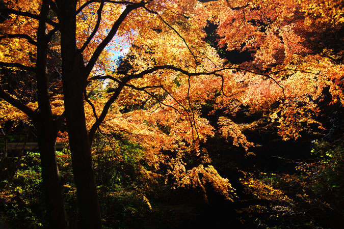 栃木県蓬莱山作原の紅葉1_a0263109_1817059.jpg