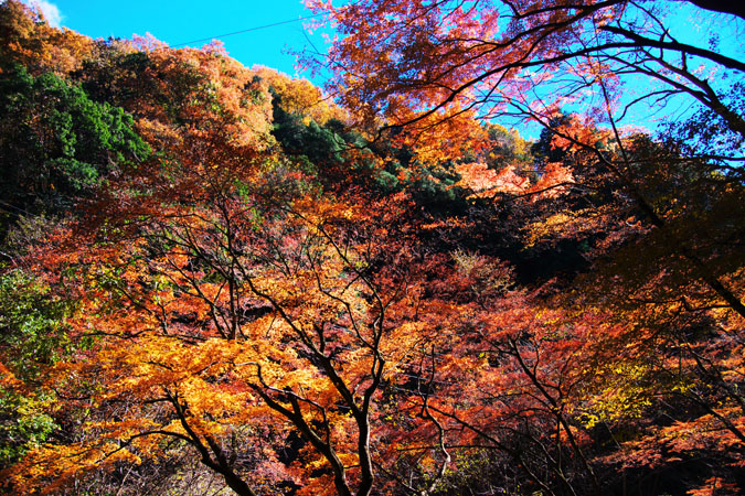 栃木県蓬莱山作原の紅葉1_a0263109_18175186.jpg