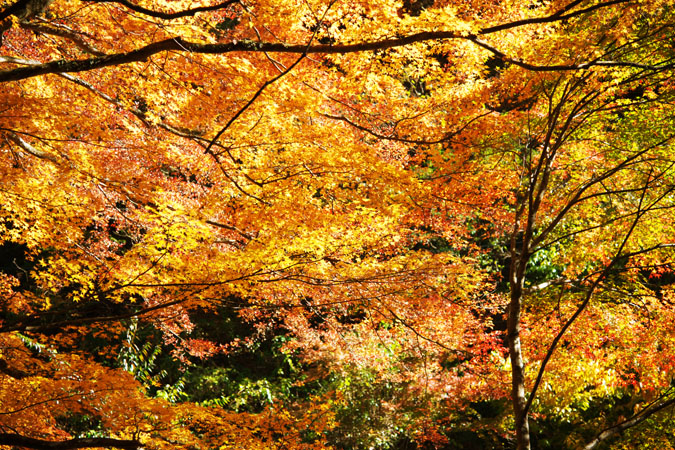 栃木県蓬莱山作原の紅葉1_a0263109_18185396.jpg