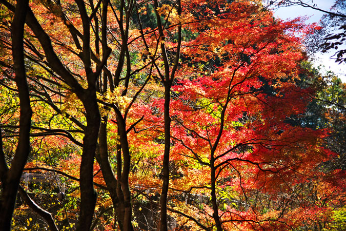 栃木県蓬莱山作原の紅葉1_a0263109_1819429.jpg