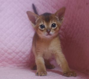 アビシニアン子猫 ルディ ブルー家族募集 _e0033609_12313876.jpg
