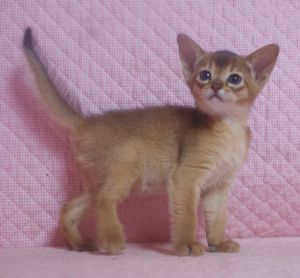 アビシニアン子猫 ルディ ブルー家族募集 _e0033609_12315647.jpg