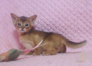 アビシニアン子猫 ルディ ブルー家族募集 _e0033609_12325834.jpg