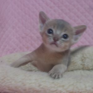 アビシニアン子猫 ルディ ブルー家族募集 _e0033609_12335060.jpg