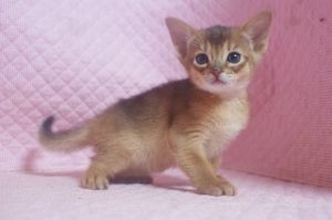 アビシニアン子猫 ルディ ブルー家族募集 _e0033609_1233997.jpg