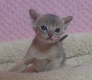 アビシニアン子猫 ルディ ブルー家族募集 _e0033609_12341172.jpg