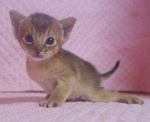 アビシニアン子猫 ルディ ブルー家族募集 _e0033609_1235151.jpg