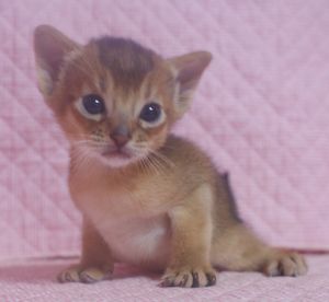 アビシニアン子猫 ルディ ブルー家族募集 _e0033609_12353621.jpg
