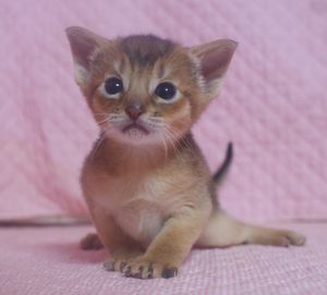 アビシニアン子猫 ルディ ブルー家族募集 _e0033609_12382072.jpg