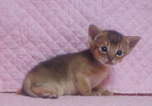 アビシニアン子猫 ルディ ブルー家族募集 _e0033609_1238983.jpg