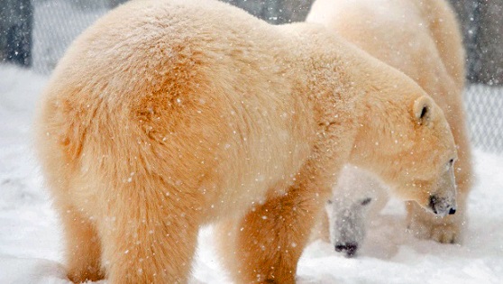 カナダ・マニトバ州ウィニペグのアシニボイン公園動物園でハドソンとストームが初顔合わせ_a0151913_945474.jpg