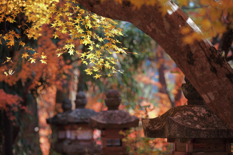 奈良・談山神社の紅葉【3】_d0207413_16564198.jpg