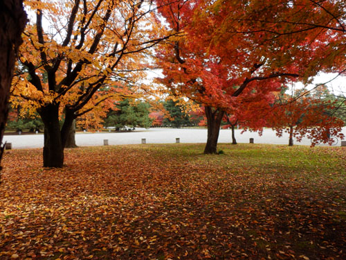 京都御苑 紅葉盛り 13紅葉だより58_e0048413_20532422.jpg