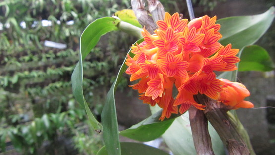 KSB: Rhodobryum spオオカサゴケの仲間フィリピンルソン島産高地 KSB: Rhodobryum spオオカサゴケの仲間フィリピンルソン島産高地