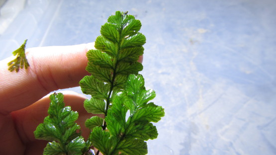 超希少種 ソテツホラゴケ  シダ植物  ホラゴケ  パルダリウム 超希少種 ソテツホラゴケ シダ植物 ホラゴケ パルダリウム