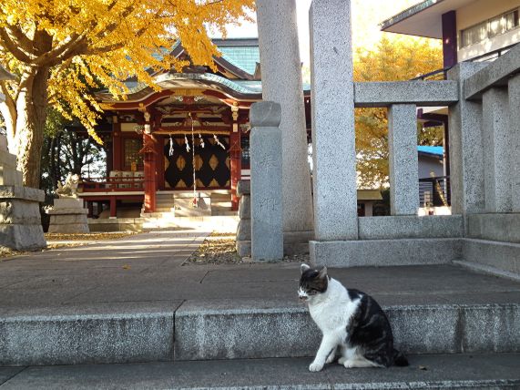 銀杏のしたに猫がいた。_e0108126_1628127.jpg