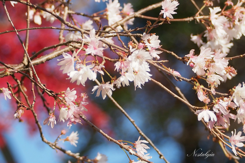 冬桜_e0255927_17585779.jpg