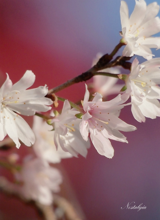 冬桜_e0255927_1804818.jpg