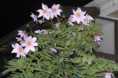c0107129_0212145.jpg