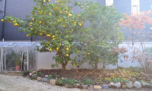 レモンの木とレモンシフォンパイ Refresh 3