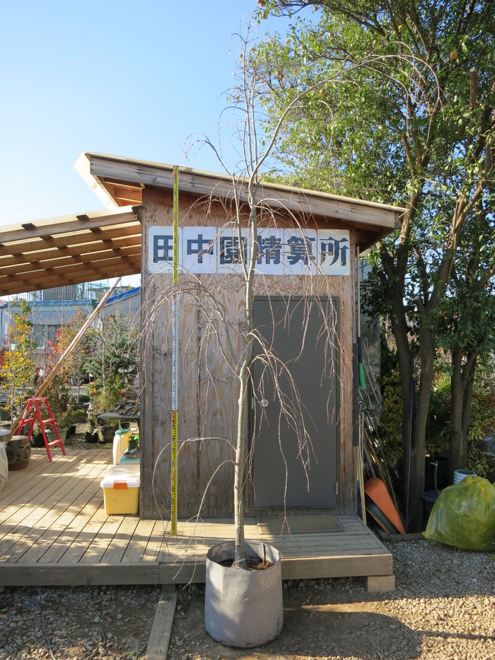 シダレカツラ 枝垂れ桂の木 珍品 貴重品 販売 価格 値段 画像 写真 庭木 安行 植木 シンボルツリー 田中園 Shop Tanakaen Jp Web Magazine