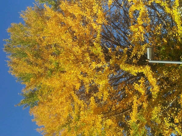 大銀杏の紅葉_c0310543_23452071.jpg