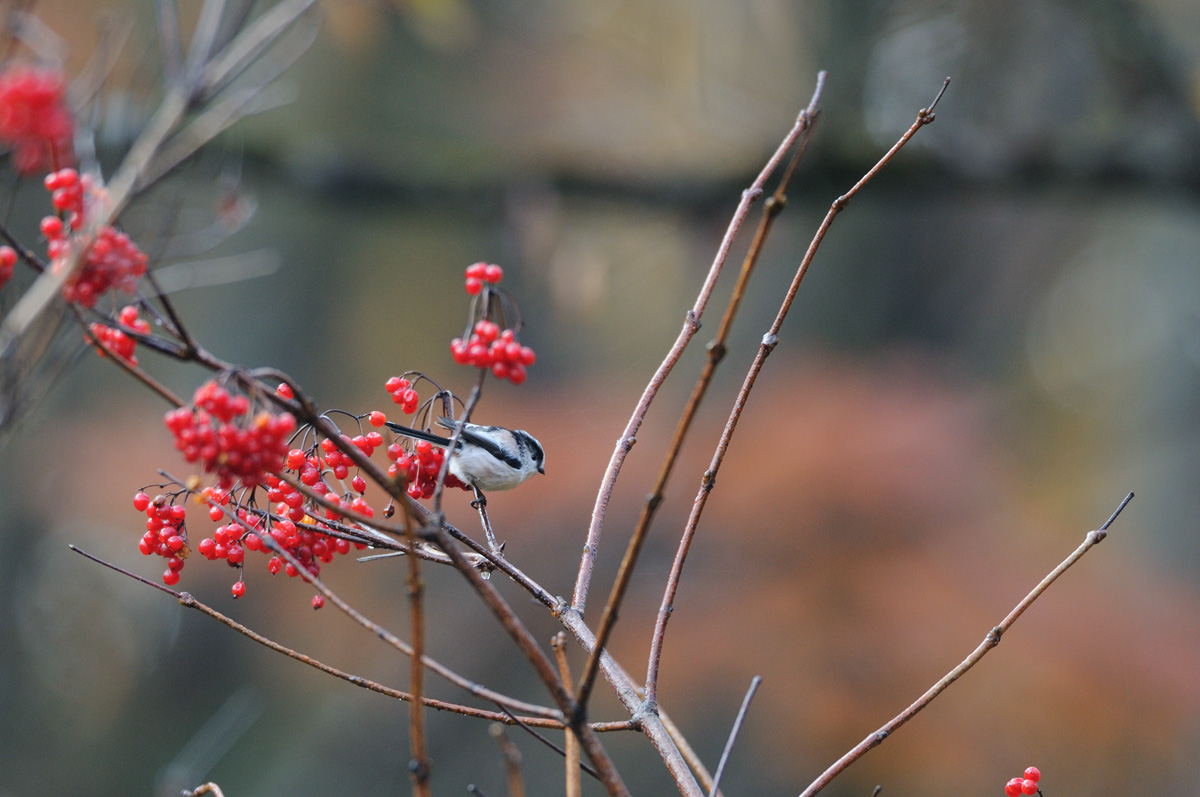 ２０１３年１０月、１１月の鳥たち_a0039245_1104134.jpg