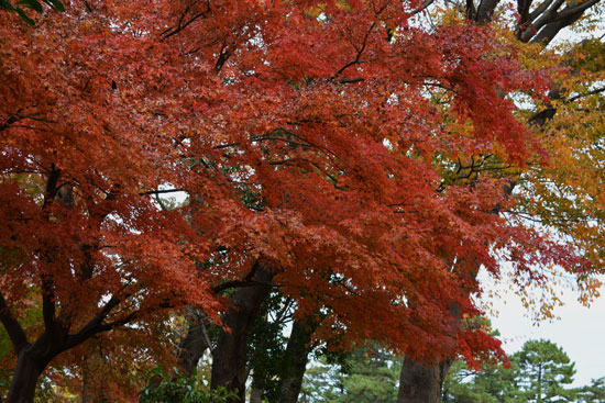 金沢城公園（秋③）_c0093046_60465.jpg