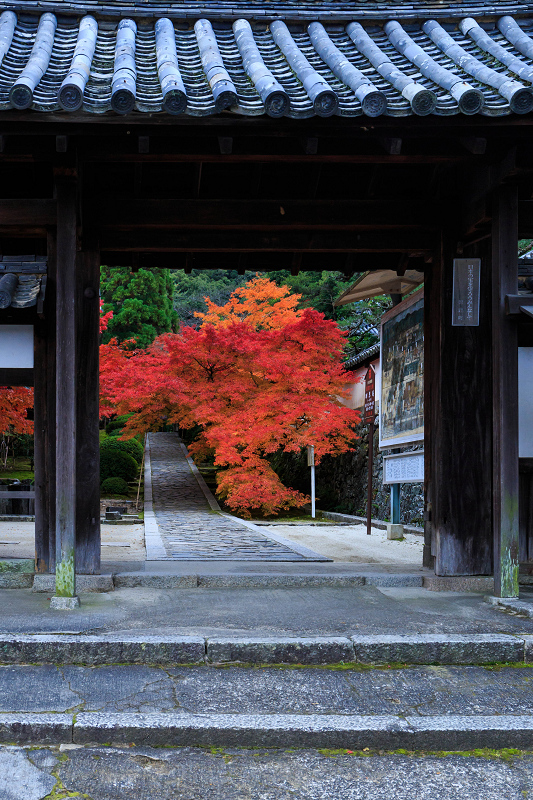 紅葉の一休寺（酬恩庵）参道編_f0155048_23114279.jpg