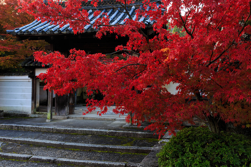 紅葉の一休寺（酬恩庵）参道編_f0155048_2363972.jpg