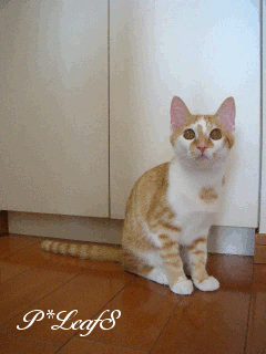 c0176651_14182479.gif