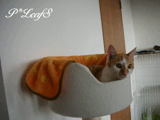 c0176651_14183676.gif