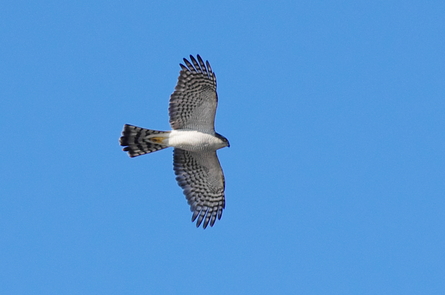 淀川野鳥　ハイタカ　他_d0256061_12151456.jpg