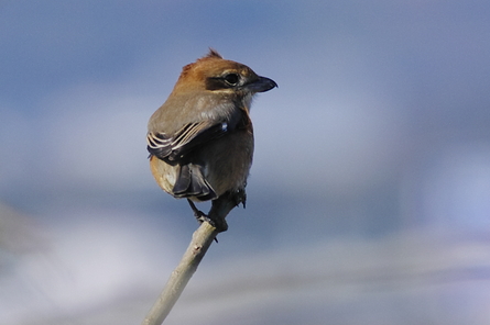 淀川野鳥　ハイタカ　他_d0256061_12152933.jpg