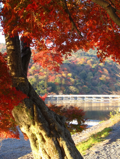 嵐山の紅葉 20131129_c0157164_9392826.jpg