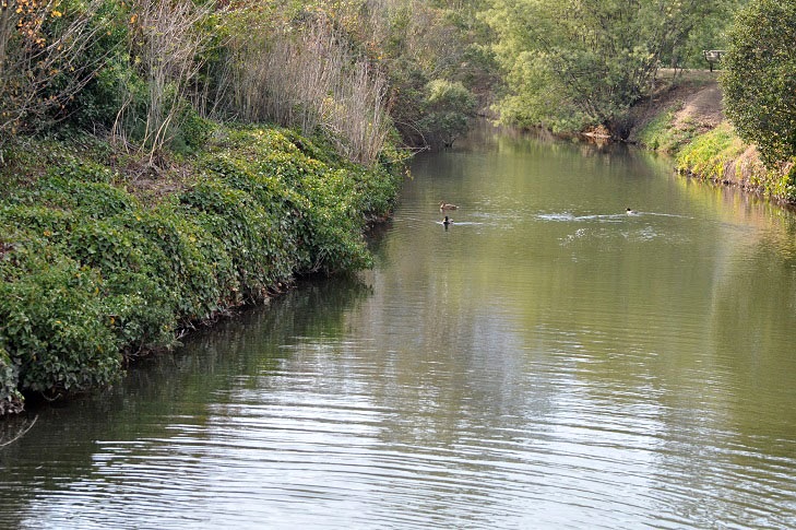 Winter Birds - Corte Madera Creek_a0126969_6304962.jpg