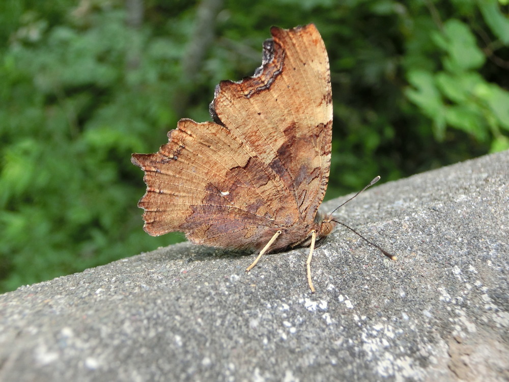 エルタテハ　　♀雌に遇えてうれしい。　2013.7.15北海道32_a0146869_619217.jpg