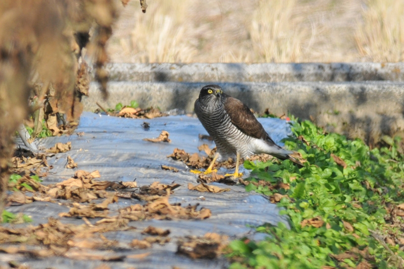 ハイタカ若鳥_f0053272_12114439.jpg