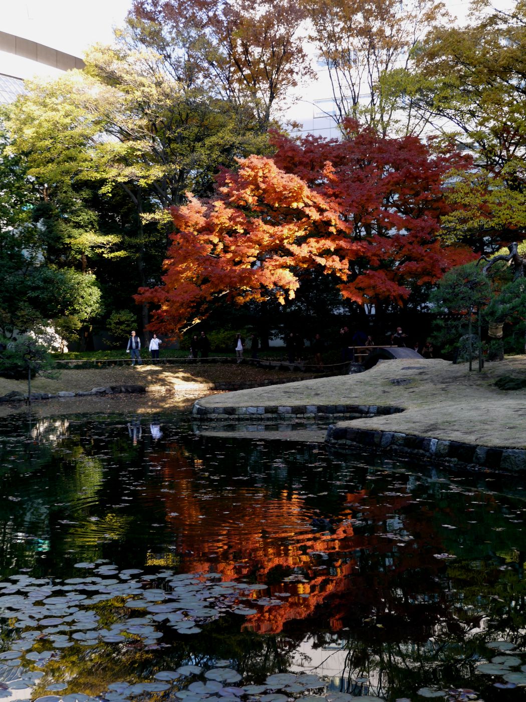 都会の小石川後楽園で秋見つけ_c0311178_17004829.jpg