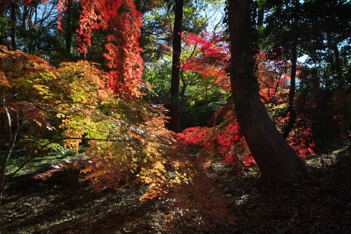 紅葉狩り　暗き赤_a0083081_21151485.jpg