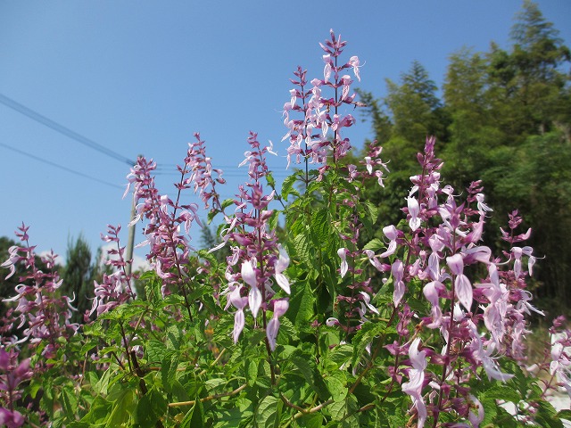 b0182884_4293931.jpg