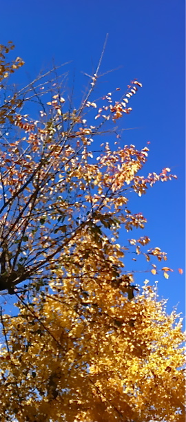 c0311698_16182861.jpg