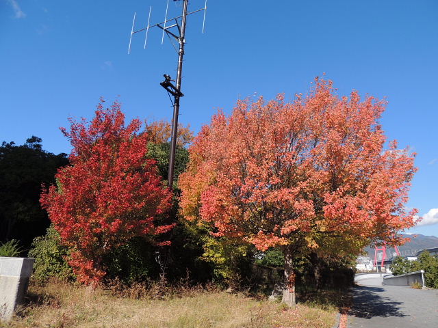 六甲紅葉・トウカエデ並木･ユリノキ・プラタナス･ハイタカ？・アメリカフウ・月_d0261298_22391492.jpg