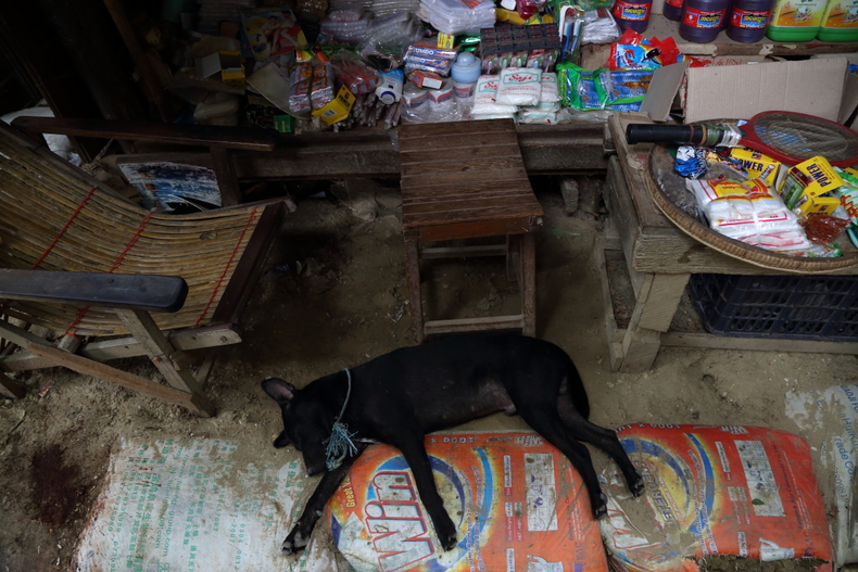 犬はその国の人に似る　＜ミャンマー＞_c0248100_322077.jpg