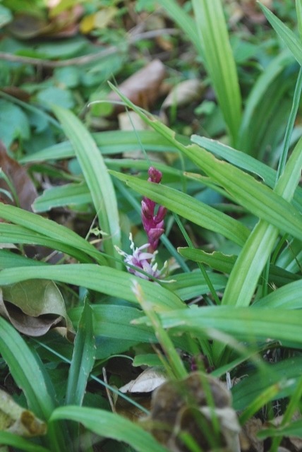 「キチジョウソウ」の花_e0025300_1352540.jpg