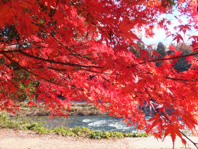 永保寺の紅葉_a0271502_21194237.jpg